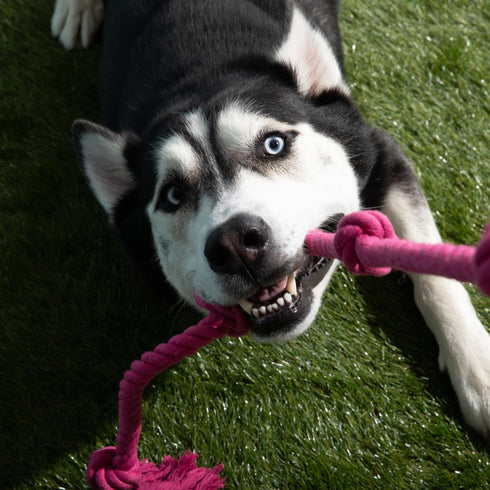 Tough Tug Rope Dog Toy - (Pink 5 ft Long Strong and Durable Rope Pull Toy with Handle) TUG of WAR Dog Toy...