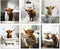 MINI ZOZI Cow Bathroom Decor 8x10 6PCS Canvas Pictures Wall Decor Funny Highland Cow Prints Art Rustic Farmhouse Modern Style Restroom Bath Painti...