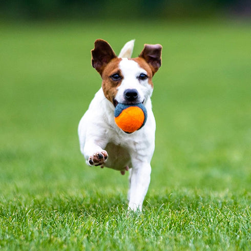 SKIPDAWG Squeaky Dog Tennis Balls, 4 Packs 2.5'' Fetching Tennis Ball Dog Toys, Interactive Dog Toys for Small/Medium Dogs Training, Non Toxic Mat...