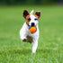 SKIPDAWG Squeaky Dog Tennis Balls, 4 Packs 2.5'' Fetching Tennis Ball Dog Toys, Interactive Dog Toys for Small/Medium Dogs Training, Non Toxic Mat...