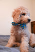 Huxley & Kent Bow Tie for Pets | Lucky Ducky (Small) | Easter Spring Velcro Bow Tie Collar Attachment | Fun Bow Ties for Dogs & Cats | Cute, Comfo...