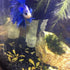 10W Super Slim Aquarium Fish Tank 5730 LED Light Clip-on Lamp Aquatic Plant Lighting (Black Body White+Blue Light)...