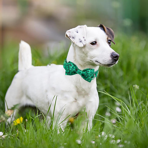 St.Patrick's Day Clover Dog Collars with Bow Tie,Green Abstract Clover Soft Cotton with Safety Metal Buckle Adjustable Puppy Collars for Small Boy...