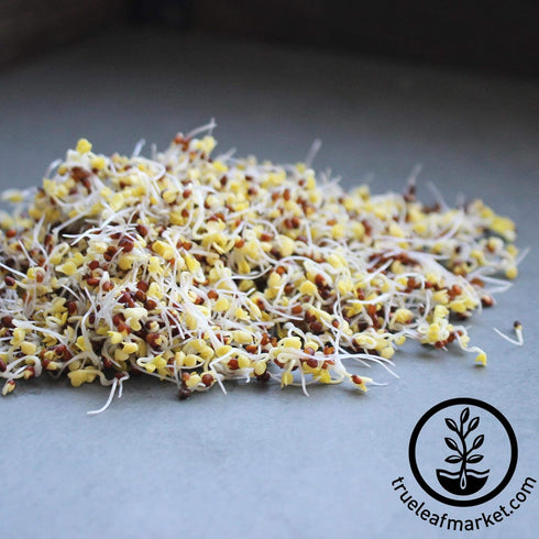 Organic Broccoli Sprouting Seeds by Handy Pantry | 4 oz. Resealable Bag | Non-GMO Broccoli Sprouts Seeds, Contain Sulforaphane...