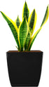The HC Companies 6 Inch Aria Square Planter - Plastic Plant Pot for Indoor Outdoor Plants Flowers Herbs, Glossy Black...