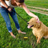 Simple Solution Pee Post Outdoor Potty Training Aid | Pheromone-Infused Yard Stake with GO HERE™ Technology | 13 Inch Stake...