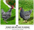 HOMSFOU 1 Set Chicken Yard Art Acrylic Decorative Garden Stakes Acrylic Hen Sculpture Animal Lawn Ornament for Patio Lawns Backyard Garden Decor...