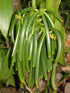 Vanilla Products USA 25 Whole Madagascar Bourbon Planifolia Extract Grade B Vanilla Beans...