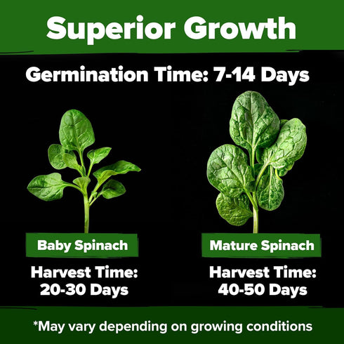 HOME GROWN Bloomsdale Spinach Seeds Pack – 352 High Germination Non-GMO Heirloom Spinach Seeds for Planting – Herb Seeds for Hydroponic and Garden...