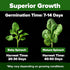 HOME GROWN Bloomsdale Spinach Seeds Pack – 352 High Germination Non-GMO Heirloom Spinach Seeds for Planting – Herb Seeds for Hydroponic and Garden...