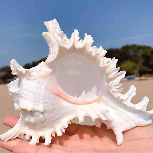 5.5‘’ to 6.3‘’ Large Natural Conch Shell Fish Tank Hideout Fish Tank House Natural Conch sea Shells for Fish Tank,Air Plant,Home Decorations,DIY C...