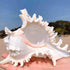 5.5‘’ to 6.3‘’ Large Natural Conch Shell Fish Tank Hideout Fish Tank House Natural Conch sea Shells for Fish Tank,Air Plant,Home Decorations,DIY C...