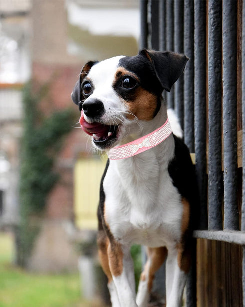 Bling Dog Collars for Small Dogs, Rhinestone Pet Collars, Pink Diamond Puppy Collar for XXS XS Small Medium Large Female Dogs Girl Cats,Purple L...