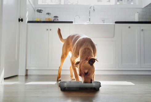 Neater Pet Brands - Neater Slow Feeder - Fun, Healthy, Stress Free Dog Bowl Helps Stop Bloat Prevents Obesity Improves Digestion (Double Diner, Si...