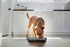 Neater Pet Brands - Neater Slow Feeder - Fun, Healthy, Stress Free Dog Bowl Helps Stop Bloat Prevents Obesity Improves Digestion (Double Diner, Si...