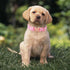 Dog Collars Summer Pink Daisy Flower Dog Collar with Safety Metal Buckle Adjustable Puppy Collars for Small Medium Large Dog,Boy&Girl Dog Collar G...