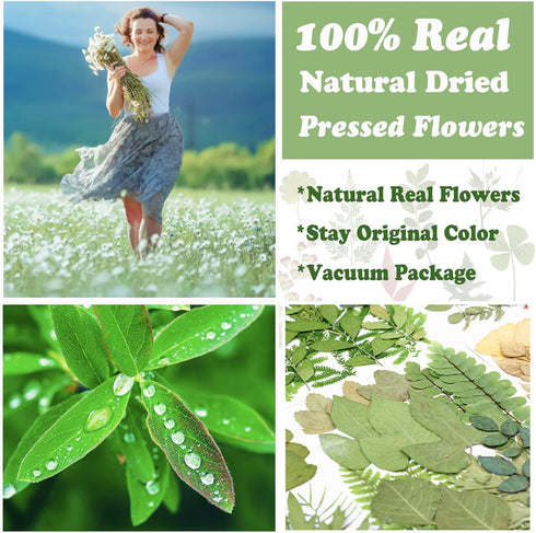 LUCISKY 84 Pcs Dried Leaves Pressed Flowers for Resin Molds, Real Natural Assorted Dry Greenery for Leaf Craft DIY, Jewelry Making, Decoration Sup...