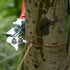 Fruit Tree Ring Cutter Peeler Ring Stripper Scissor Tool Girdling knife Bark Stripping Tool...