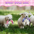 12 Pcs Rope Dog Toys Multi Color Puppy Rope Toy Cotton Puppy Toys Dog Chew Rope Puppy Teething Toys for Small and Medium Dogs Puppies...