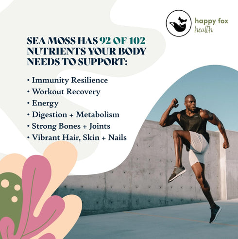HAPPY FOX Organic Sea Moss Raw Gold - Makes 75oz of Seamoss Gel Rich in Vitamins & Minerals, Certified Non-GMO, Wildcrafted, Sundried Superfood - ...