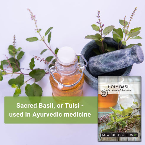 Sow Right Seeds - Holy Basil Tulsi Seed for Planting - Culinary Herb to Plant in Your Garden - Indoors or Outdoors - Ayurvedic Medicine and Tea - ...