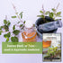 Sow Right Seeds - Holy Basil Tulsi Seed for Planting - Culinary Herb to Plant in Your Garden - Indoors or Outdoors - Ayurvedic Medicine and Tea - ...