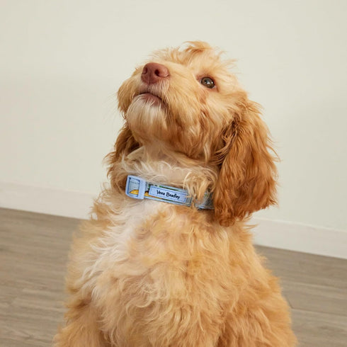 Vera Bradley Women's Recycled Lighten Up Water-repellent Adjustable Pet Collar, Tennis Ball Dots, Small...