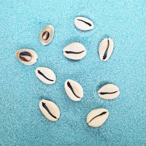 8 Ounces (160~220pieces) Natural Spiral Cowrie Shell Beads Cut Sea Shell Connectors Beach Seashells Cowrie Shell Charms for Jewelry Making (Gray 0...