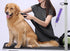 Pet Dog Grooming Arm Accessories Supplies Compatible for Groomers Helper Grooming Loop Dog Grooming Extension Strap Adjustable Dog Grooming Table ...