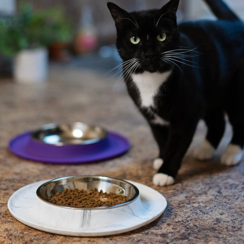 Messy Cats Single Silicone Feeder with Stainless Saucer Shaped Bowl | Anti-Slip Non-Skid Cat Food Bowl | One Cat Bowl in Feeding/Water Station | 1...
