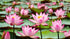 35 Pcs Mix Bowl Lotus Seeds, Water Lilys Flower Plant, Lotus Seeds for Planting Water Features Fresh Garden Seeds Non GMO Indoor and Outdoor...