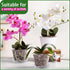 REMIAWY Orchid Pot, 8 Pack Orchid Pots with Holes and Saucers, 5.5 Inch Clear Orchid Pots for Repotting, Plastic Flower Plant Pot Indoor Outdoor, ...