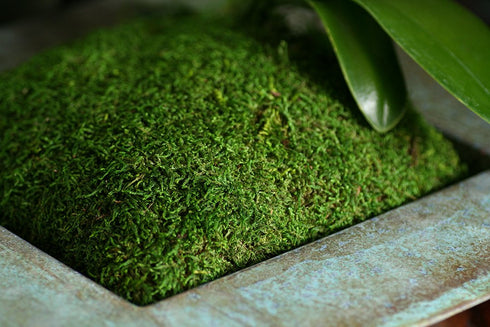 SuperMoss (21509) Sheet Moss Preserved, Fresh Green, 2oz...