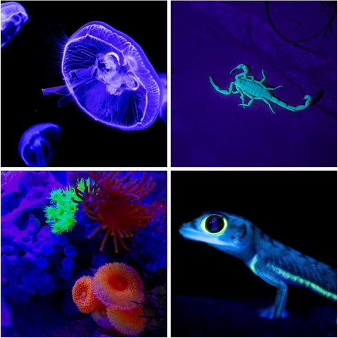 Black Light Bulb 9W(100W Equivalent), LED UV Light Bulb Glow in The Dark, UVA Level (385-400nm), E26 Medium Base, Non-Dimmable, 1 Pack...