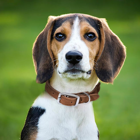 Mile High Life Rope Dog Collar | Durable Braided Cotton Rope Collars | Genuine Leather Dog Collar w Metal Pin Buckle | Classic Puppy Collars for D...