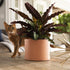 Bloem Mathers Planter w/Saucer Tray 8" Muted Terra Cotta...