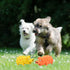 Pig Squeaky Dog Toy, 2 PCS Interactive Rubber Pig Dog Chew Toy - Durable Latex Spot Grunting Pig Dog Toys That Oink for Small Medium Large Dogs (O...