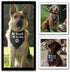 Be Kind I'm Blind Triangle Dog Bandana Blind Dog Devices for Blind Dogs Funny Puppy Bandana Photo Prop Pet Scarf Accessories for Pet Dog Lovers Gi...