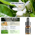 Ceeniu Essential Oils Set - F21 Essential Oils Refill for Car Diffuser - Can be Used for 3 Months - 12ml?3pack?...