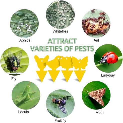 Yellow Traps 50 Pack Gnat Sticky Traps for Indoor/Outdoor House Plants Fungus Traps Insect Catcher for Mosquitoes, Plant gnat Sticky Traps (45?45+...