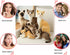Siamese Cat Stuffed Animal, Shorthair Cat Realistic Plush Cat Stuffed Toys, Gift for Kids 12inches (B)...