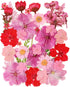 35 Pcs Dried Pressed Flowers for Resin, Pink Real Pressed Flowers Bulk Natural Herbs Kit for Scrapbooking DIY Art Crafts, Epoxy Resin Jewelry Mold...