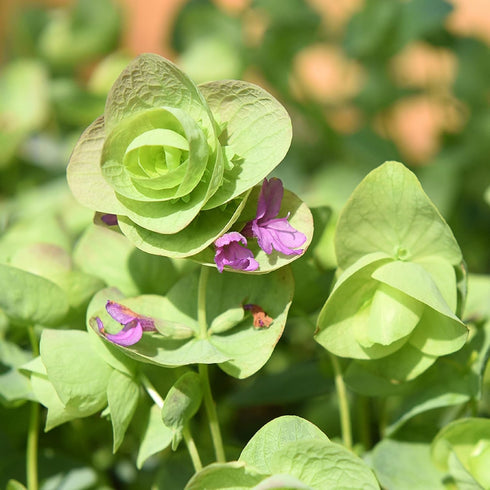 CHUXAY GARDEN 50 Seeds Origanum 'Kirigami',Ornamental Oregano,Wild Marjoram 'Kirigami' Ornamental Oregano Flowering Herb Plant Lovely Light Purple...