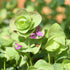 CHUXAY GARDEN 50 Seeds Origanum 'Kirigami',Ornamental Oregano,Wild Marjoram 'Kirigami' Ornamental Oregano Flowering Herb Plant Lovely Light Purple...