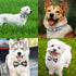 Plaid Dog Collar Leash Set Bow Tie Adjustable Cute Puppy Collar with Durable Metal Buckle Girls Boys Dog Collar for Small Medium Large Dogs Blue-M...