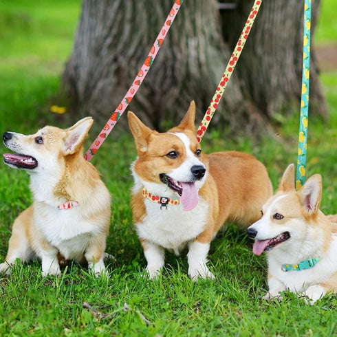 azuza 3 Pack Fruit Design Nylon Dog Leashes Strong & Durable Basic Dog Leash with Easy to Use Collar Hook for Small Dogs, S (6FT,5/8")...