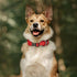 EXCELLENT ELITE SPANKER Classic Dog Collar PU Material Pet Collar with Buckle Adjustable for Small Medium Large Dogs Walking Training Black Red Bl...