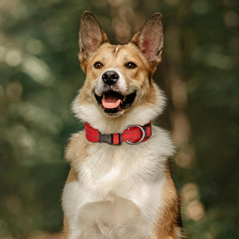 EXCELLENT ELITE SPANKER Classic Dog Collar PU Material Pet Collar with Buckle Adjustable for Small Medium Large Dogs Walking Training Black Red Bl...