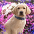 Athbavid Floral Dog Collar, Flower Print Dog Collars with Cute Charm, Adjustable Dog Collars for Small Medium Large Dogs,Pet Girl Boy,Running Walk...