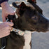 Rifle Paper Co. Airtag Dog Collar Holder - Waterproof Airtag Holder Dog Tag - Unique Floral Airtag Case for Dog Collar - Pet Collar Airtag Loop - ...